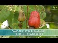 Como se cultiva el Marañon, el fruto de la memoria - TvAgro por Juan Gonzalo Angel Restrepo