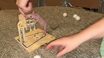 My smart pet rat Tofu combining scent work and basketball!