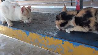 Kucing ini ajak buka puasa duluan by Hewan & peliharaan 133 views 1 month ago 1 minute, 16 seconds