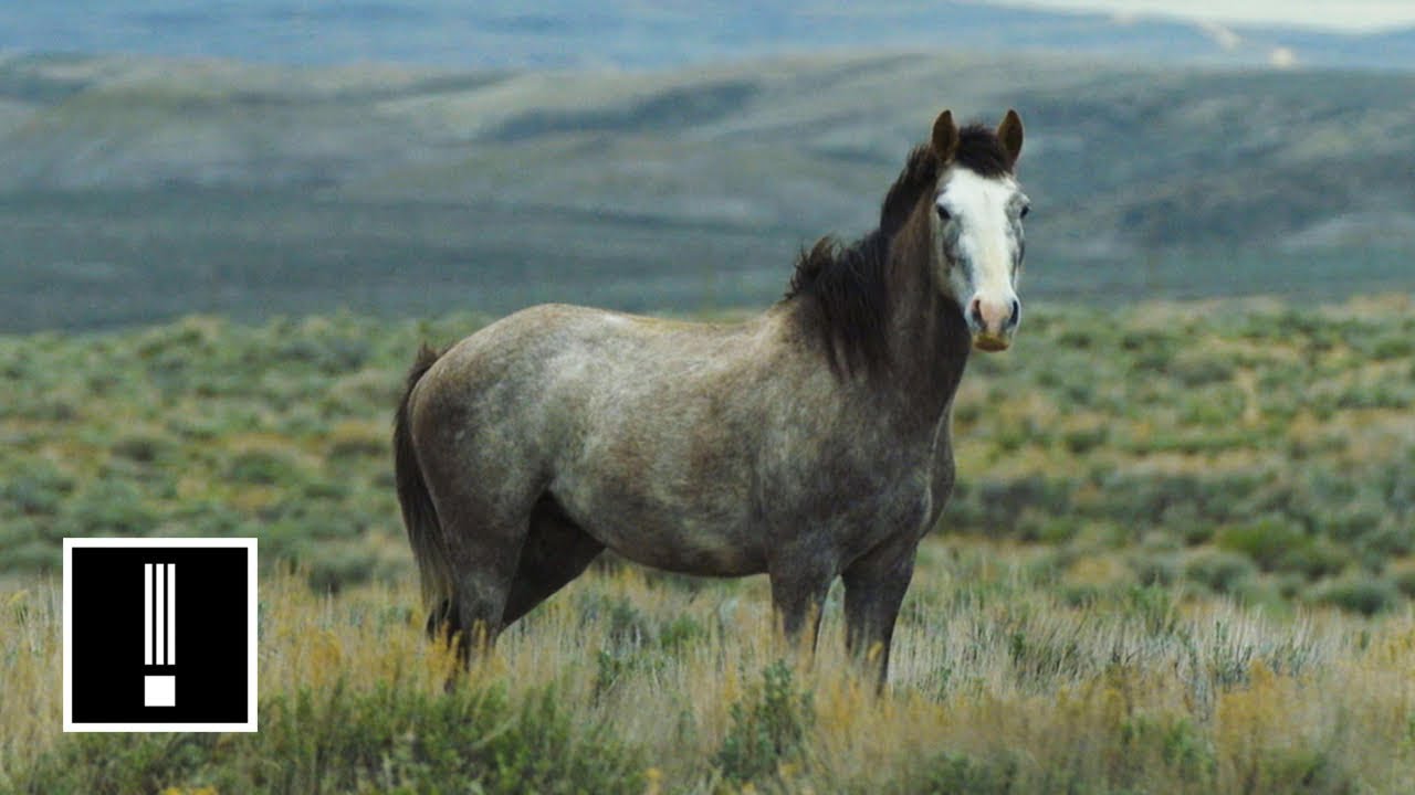 America S Wild Horses Are Under Threat Nbc Left Field Youtube