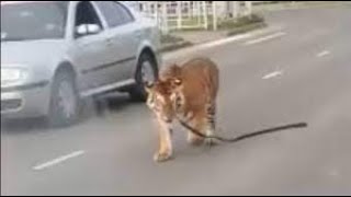 Tiger On Street Of USA l Wild Animals On Street On Houston | Pet Tiger | Wild Animals Attacks by I See 141 views 1 year ago 39 seconds