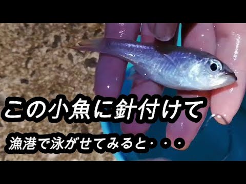 堤防で簡単仕掛けの泳がせ釣りをしたらガチの超巨大魚が釣れた！！