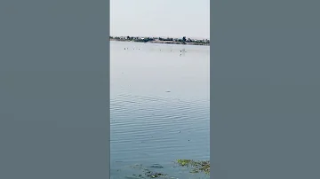ألف أرنب باء بطة غزة الدروز الريفdz حرب سعودية سلام سوريا قسد لايك منبج نهر الفرات 