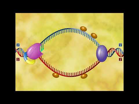 Репликация ДНК  (ЛУЧШЕЕ ВИДЕО)