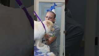 Bear's Cute Antics During Grooming