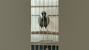 Kích khướu bổi hót - Kích khướu bạc má căng lửa hót múa. #shorts