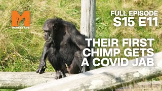 Apes Get Covid | Season 15 Episode 11 | Full Episode | Monkey Life by Monkey Life 6,534 views 1 month ago 23 minutes