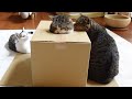 箱バトルの結果に納得いかない子ねこ。-Kitten Miri is not satisfied with the result of the box battle.-