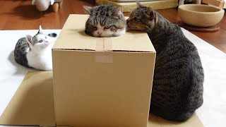 箱バトルの結果に納得いかない子ねこ。Kitten Miri is not satisfied with the result of the box battle.