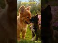 అనిమల్ ఫ్రెండ్షిప్ 💯💯😻🙀 #telugushorts #viral #ytshorts #trending #comedy