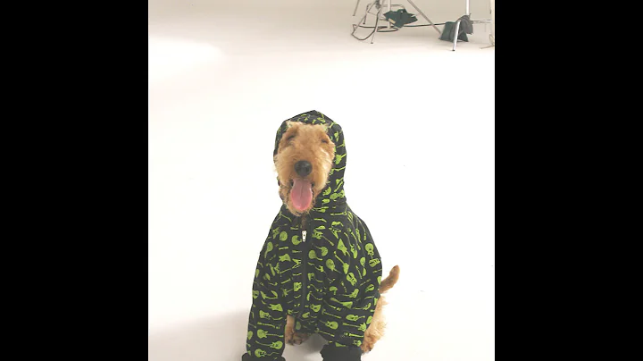 Nelda the Airedale in a Target Commercial for Hood...