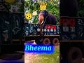 5905 kg 😮 Elephant 🔥 on truck. #bheema #abhimanyu #elephant #bhima #animals