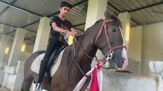 Marwari Horse India Vlog || DAILY ROUTINE MY HORSE STABLE ||