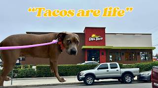 Stubborn Pit Bull Demands Tacos 🌮