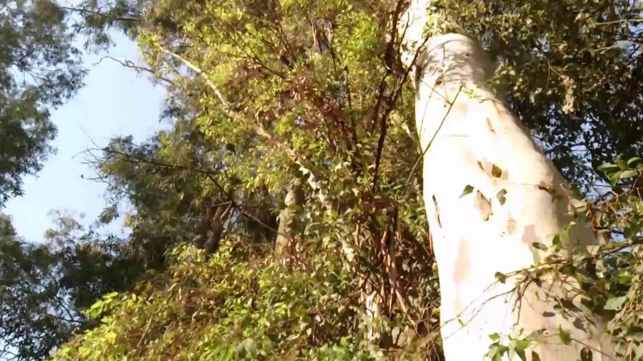 Vapor de Eucalipto, el mejor remedio para el resfrío YouTube