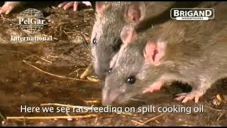 Rat Behavior BEST RATS PEST CONTROL PRACTICE TRAINING VIDEOS