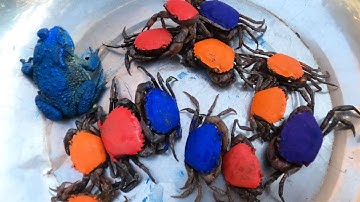 Thảo Cady kéo xe tải trong sân bắt các bạn con vật, con ếch, con cua, con cóc xanh- Part0015