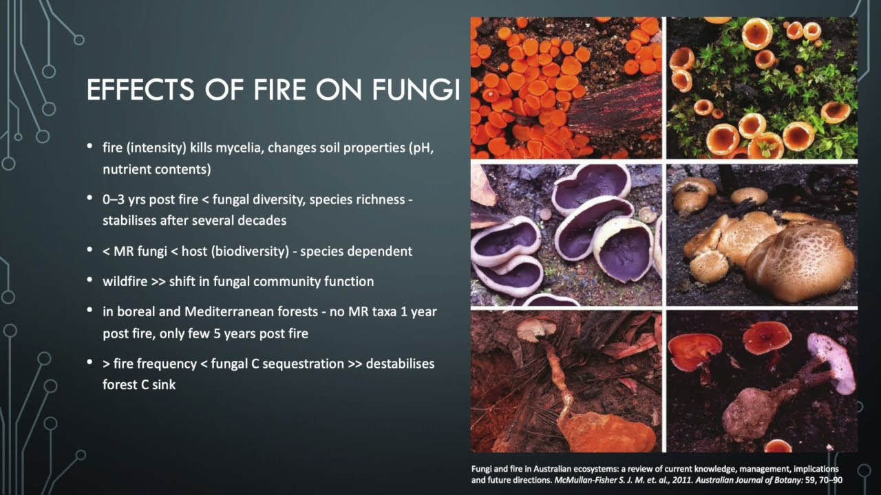 Lesson 5.5 - Fungi and fire