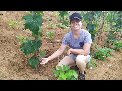 Vídeo: Uvas em arco: descrição da variedade, cultivo e cuidados