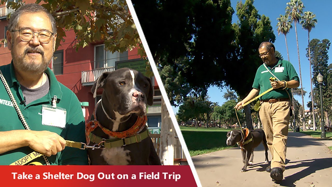Take A Dog Out On A Field Trip For A Few Hours At Pasadena Humane take-a-dog-out-on-a-field-trip-for-a-few-hours-at-pasadena-humane
