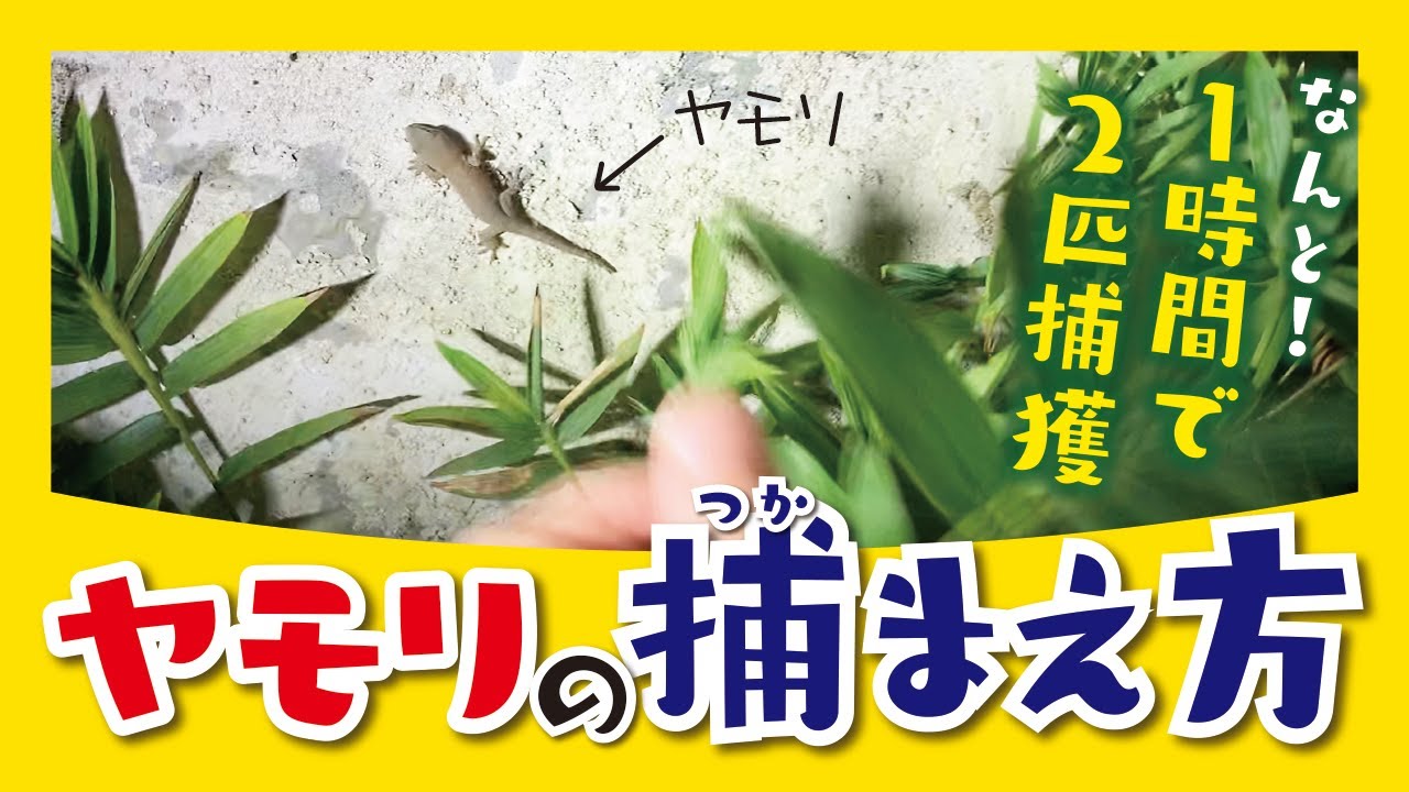 ヤモリ 捕まえ 方