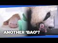 Korea welcomes its fourth baby panda!