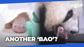 Korea welcomes its fourth baby panda!