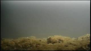 Great Lakes Fish Live Stream