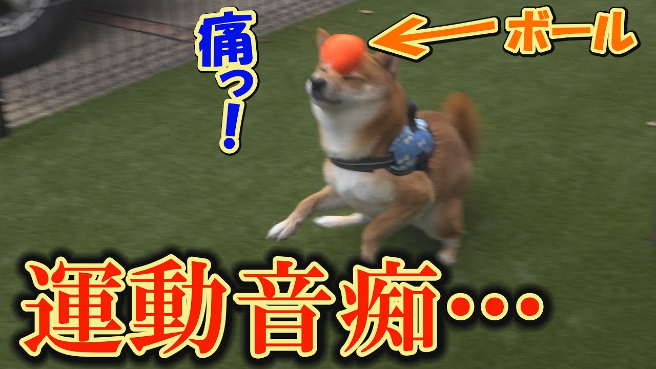 兄と姉とは違い、信じられないくらいボール遊びが苦手な末っ子柴犬に笑っちゃいます・・・