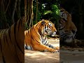 This AI tiger on a vacation.  🐅 #nature #trending #shorts #life #ai