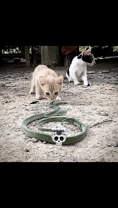 Cat And Snake Fight 💀😯 #cat #cats