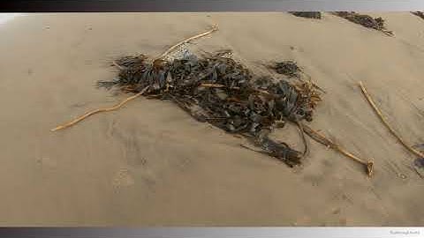 Shoreline Life - GoPro Hero 7 Black (100fps)