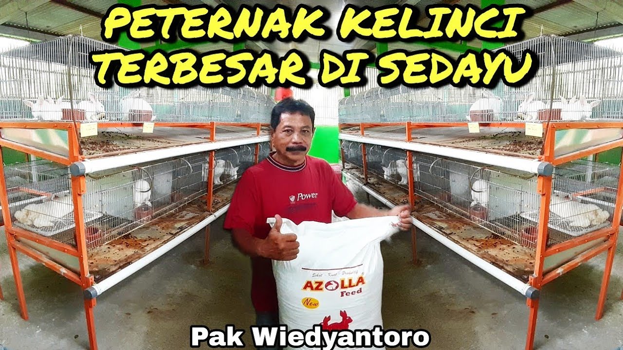 #96 PETERNAK KELINCI TERBESAR DI SEDAYU ⁉️Pak Wiedyantoro ‼