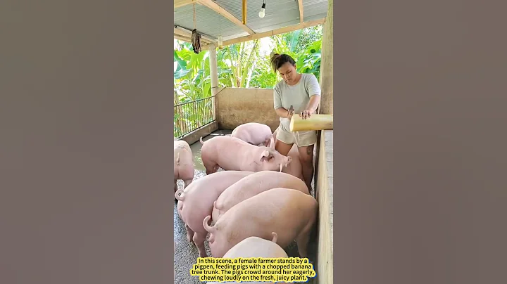 Feeding Pigs with Banana Trees! A Smart Farming Trick.