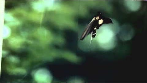 High-Speed Video Camera for slow motion recordings: Bird in flight