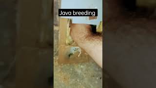 Famous java finch breeding season | grey java fawn splited Wealth