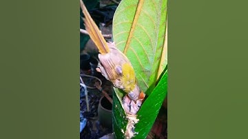 Chim chích bông non #tổchim