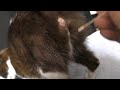 発情期猫みーちゃん、ベットの上に来ては催促する今回はサクッとすませました