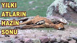 YILKILARIN HAZİN SONU