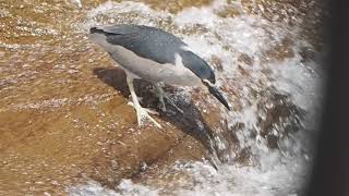 1080531石碇石碇溪一隻夜鷺（Nycticorax nycticorax）站在急流上方等待逆流而上的溪魚