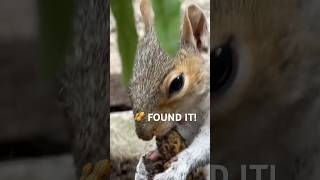 Grey Squirrel Finds a Hidden Peanut Underground 🥜🐿️ #animals #squirrel #cute #shorts