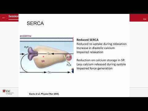 Pathophysiology of HFpEF, HFrEF, and HFmEF