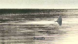HD Stock Footage | Swan Swimming | Sun Shimmering on water |Cotswolds | Beauty | Serene | E18R41 012