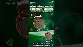 Greta oto/Cam kanatlı kelebek. #bilgi#ilginçbilgiler#doğa#kelebek#hayvanlaralemi#belgesel#gretaoto