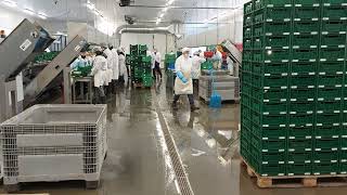 green asparagus sorting machine