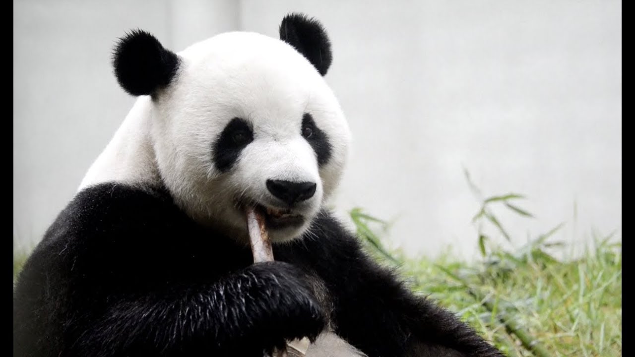two-giant-pandas-start-their-10-years-indonesian-journey-youtube