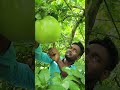 একটা বেলের ওজন ১০ কেজি #viral #reels #food