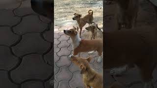 #comedy #street #viral #funny #short