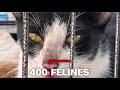400 felines seized in cat meat ring bust
