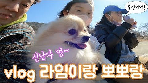 vlog 뽀뽀야 엄마를 구해줘! 충견 라임패밀리 일상 브이로그  Lime Family Daily Vlog with Dogs